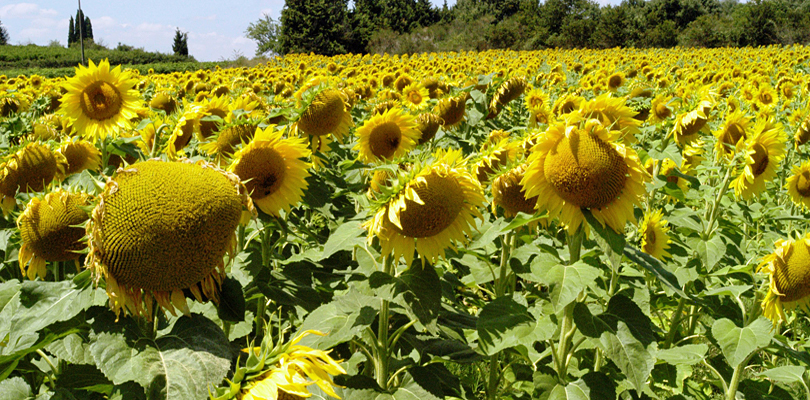 Fields of sunflowers