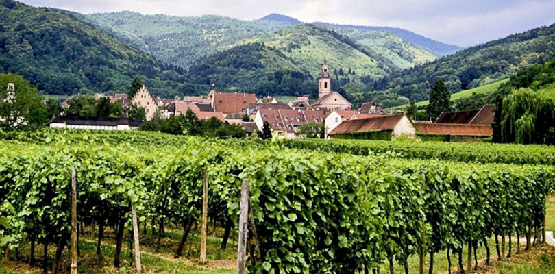 Tour vineyards of Alsace