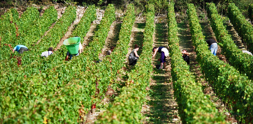 Vineyards of Chablis