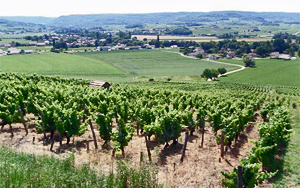 Vineyards of Arbois