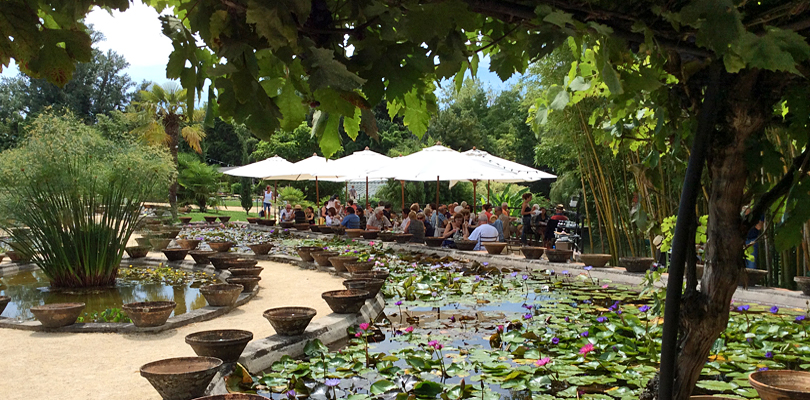 Visit the Lilly Gardens at Temple sur Lot