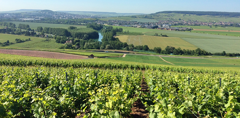 Champagne vineyards